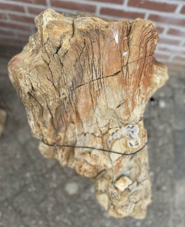 Grafsteen versteend hout 40123