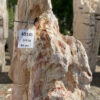 Grafsteen versteend hout 40145