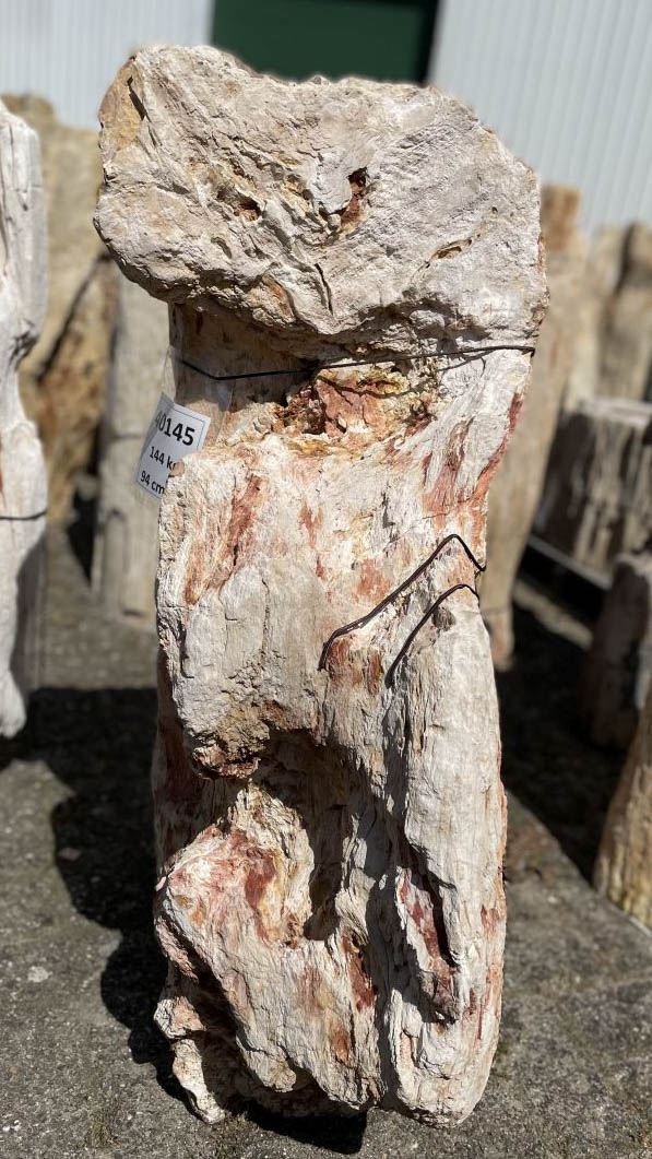 Grafsteen versteend hout 40145