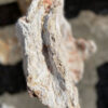 Grafsteen versteend hout 40145