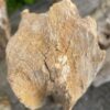 Grafsteen versteend hout 40150
