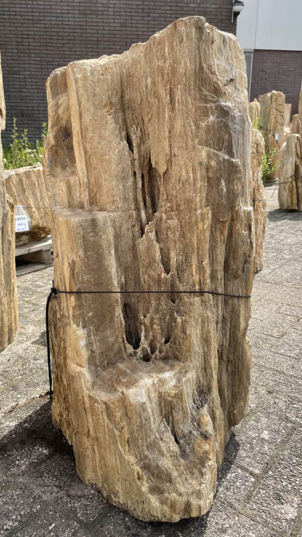 Grafsteen versteend hout 40174