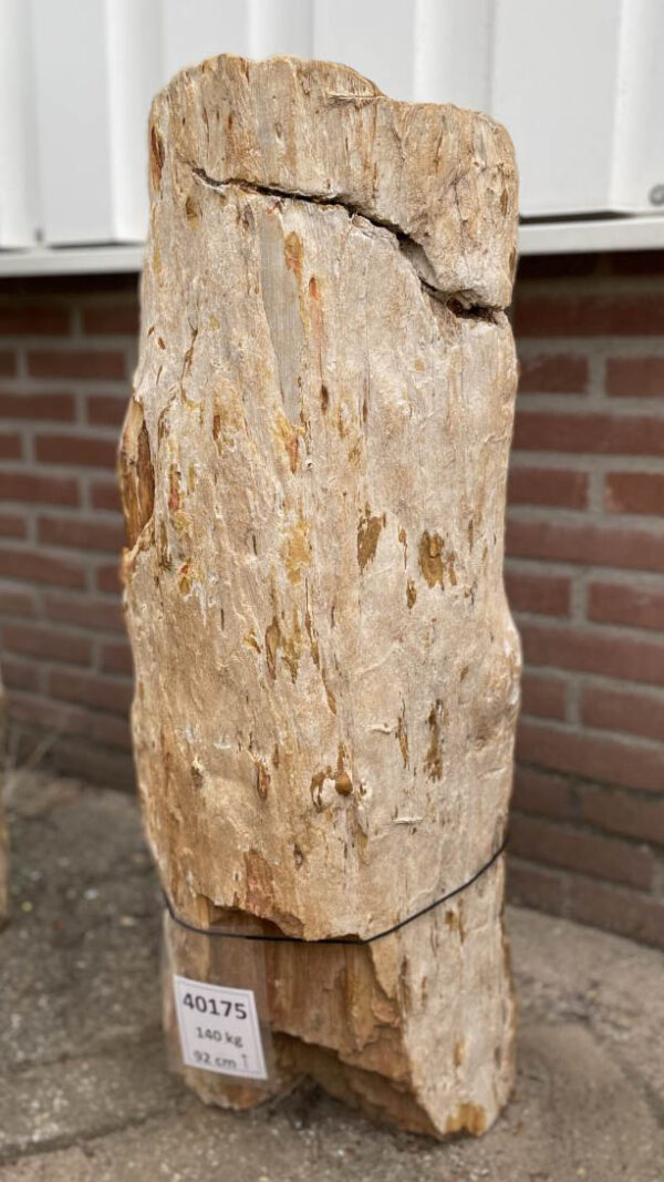 Grafsteen versteend hout 40175