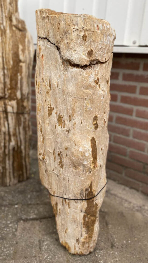 Grafsteen versteend hout 40175