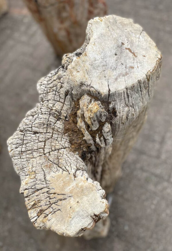 Grafsteen versteend hout 41072