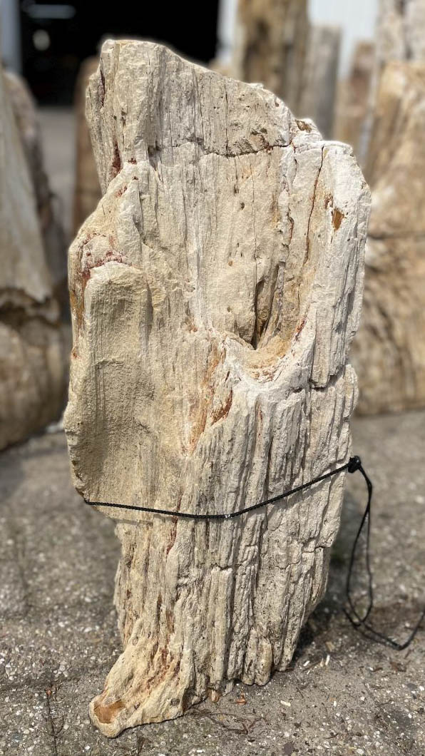 Grafsteen versteend hout 41100