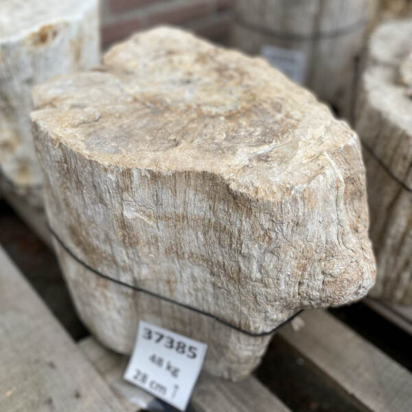Lápida madera petrificada 37385