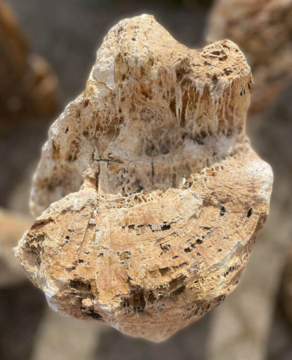 Lápida madera petrificada 40105
