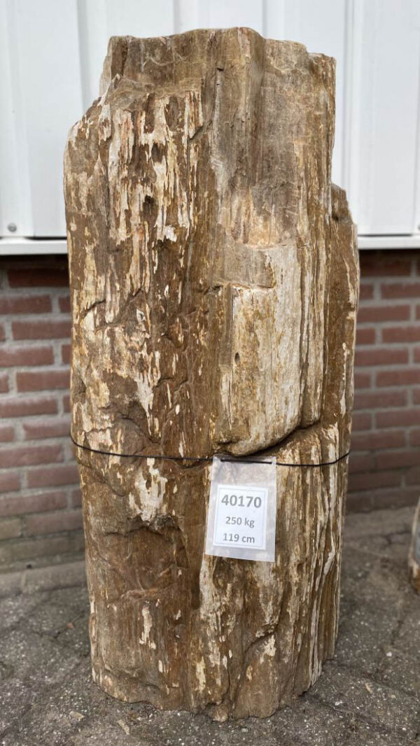 Lápida madera petrificada 40170