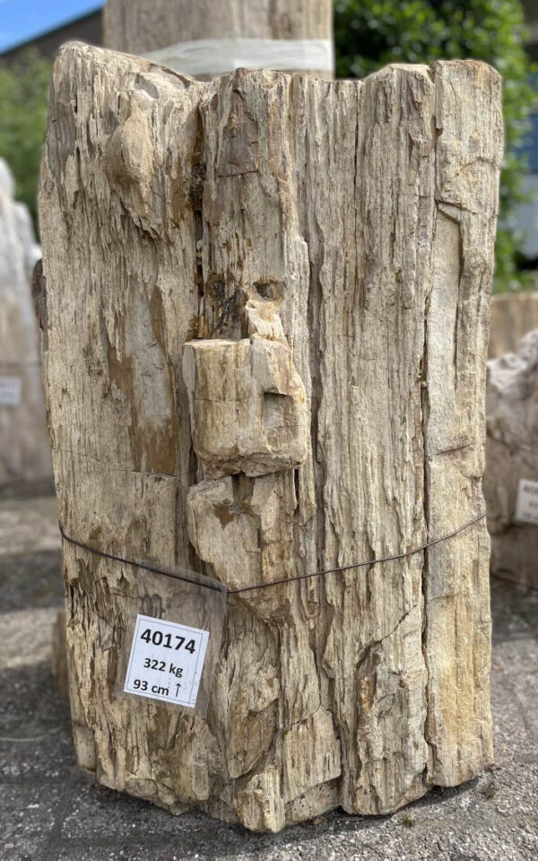 Lápida madera petrificada 40174