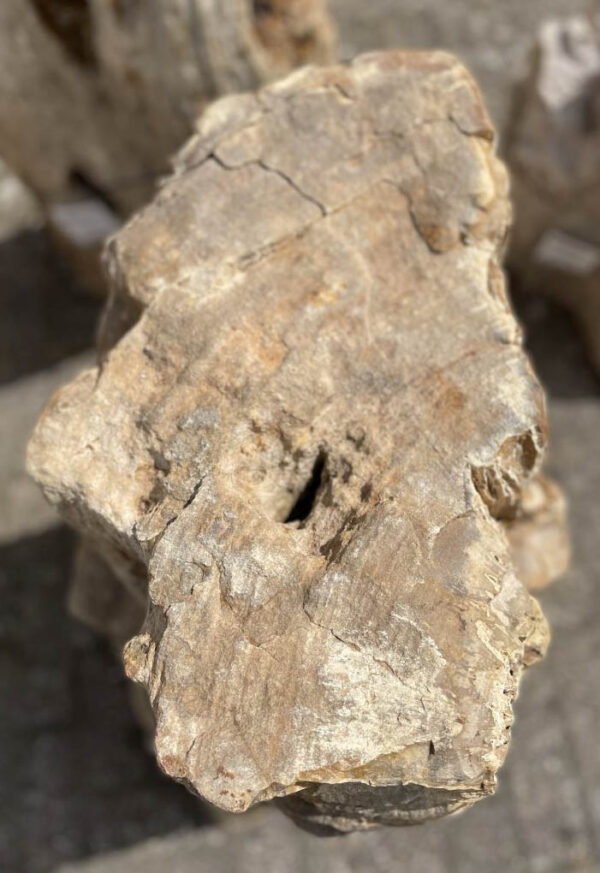 Lápida madera petrificada 40174