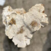 Lápida madera petrificada 41100