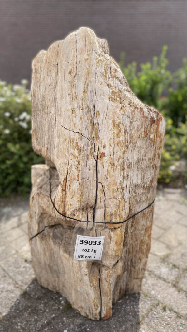 Memorial stone petrified wood 39033