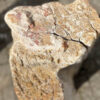 Memorial stone petrified wood 39033