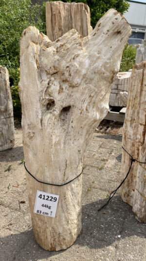 Memorial stone petrified wood 41229