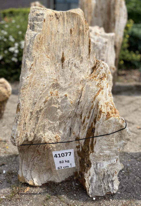 Pierre tombale bois pétrifié 41077