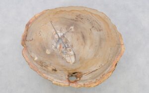 Salontafel versteend hout 42150