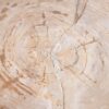 Salontafel versteend hout 42189