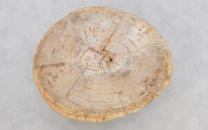 Salontafel versteend hout 42195