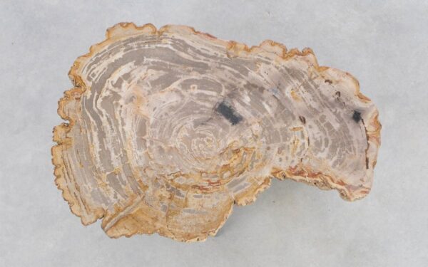 Couchtisch versteinertes Holz 42223f