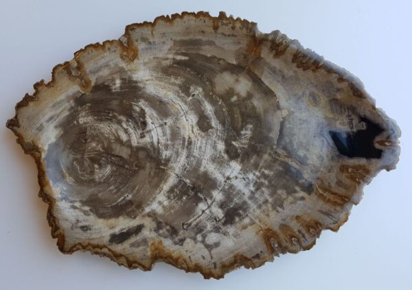Plato madera petrificada 33021i