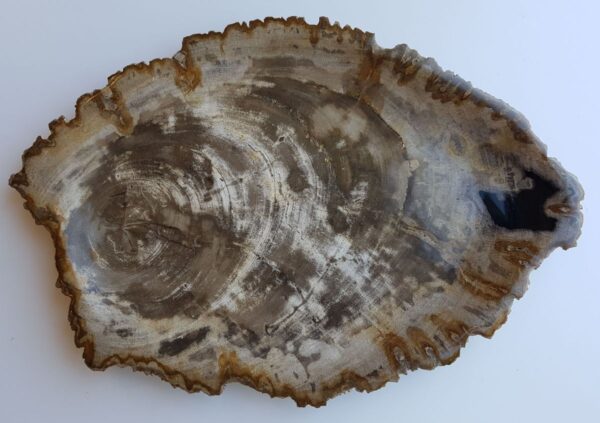 Plate petrified wood 33021i