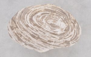 Table basse bois pétrifié 42282c