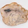 Bord versteend hout 43068h