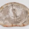 Bord versteend hout 43077b