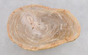 Coffee table petrified wood 43203