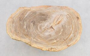 Coffee table petrified wood 43204