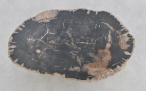 Coffee table petrified wood 43205