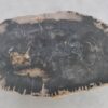 Coffee table petrified wood 43208