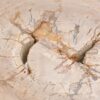 Coffee table petrified wood 43242