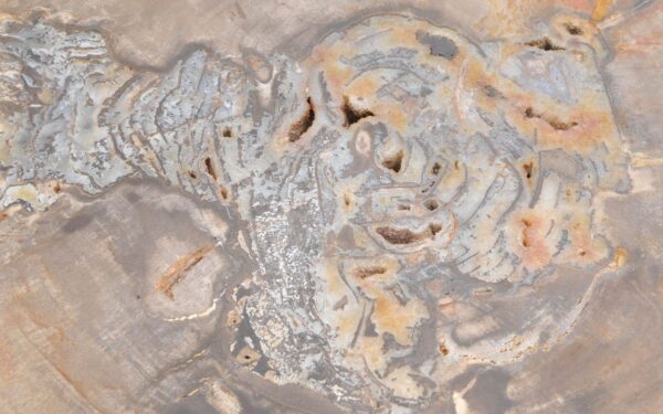 Coffee table petrified wood 43257