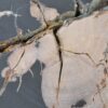 Coffee table petrified wood 43270