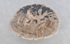 Coffee table petrified wood 43303