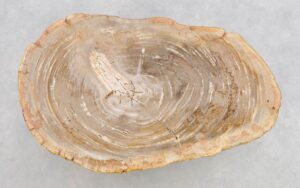 Coffee table petrified wood 43421