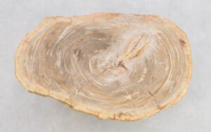 Couchtisch versteinertes Holz 43204