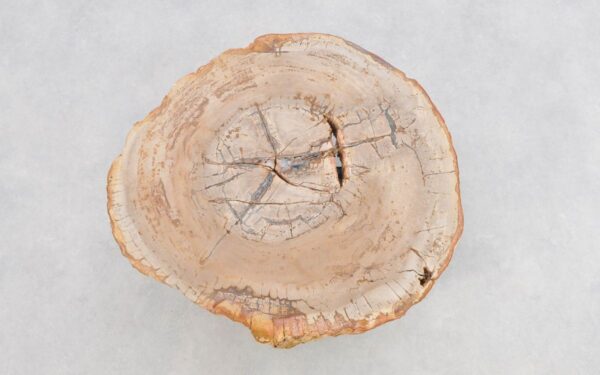 Couchtisch versteinertes Holz 43235