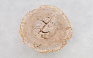 Couchtisch versteinertes Holz 43243