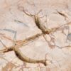 Couchtisch versteinertes Holz 43243