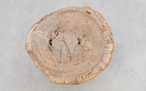 Couchtisch versteinertes Holz 43248