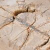 Couchtisch versteinertes Holz 43252