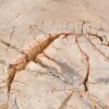 Couchtisch versteinertes Holz 43253
