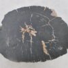 Couchtisch versteinertes Holz 43304