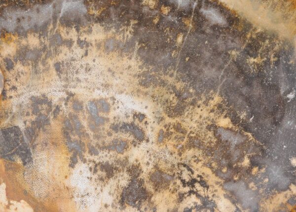 Plate petrified wood 43068a