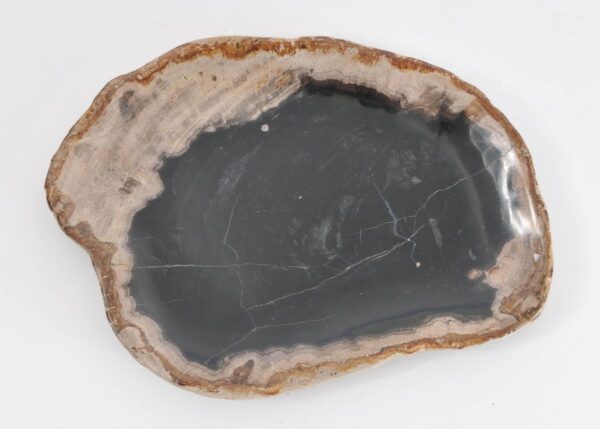 Plate petrified wood 43068k