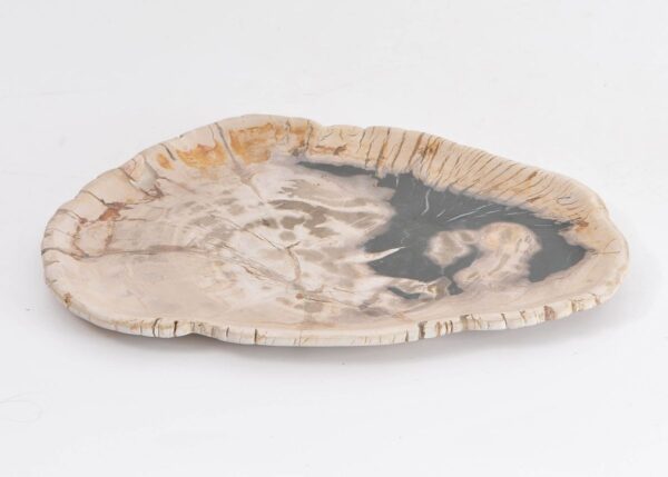 Plate petrified wood 43069a