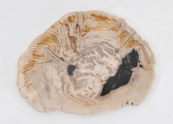 Plate petrified wood 43069c